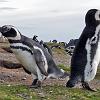 The Penguin, a typical dance on Magdalena Island